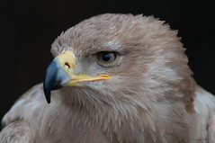 Tawny eagle-Aquila rapax.