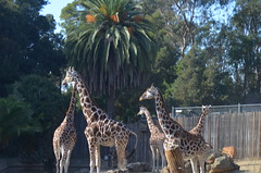 Oakland Zoo November 12
