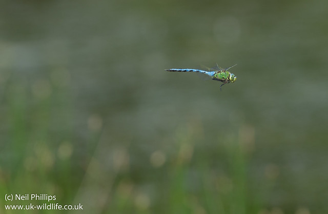 emperor dragonfly in flight Anax imperator