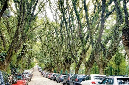 Зеленый оазис в центре Порту-Алегри – самая красивая улица в мире