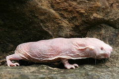 Sci-Tech-Naked Mole Rat