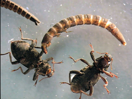 Image of Riffle Beetles