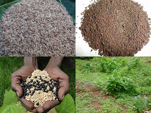 Validated Medicinal Rice Formulations for Diabetes and Cancer Complications and Revitalization of Pancreas (TH Group-132) from Pankaj Oudhia’s Medicinal Plant Database by Pankaj Oudhia