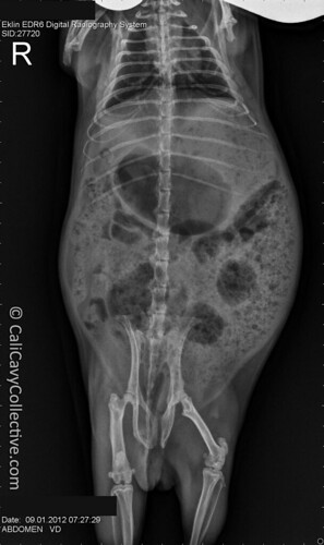 Guinea pig Belka's x-rays