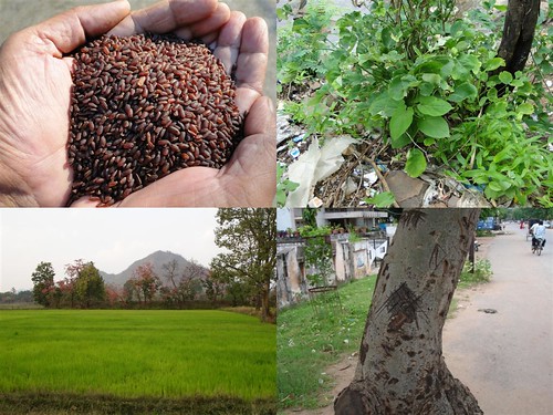 Validated and Potential Medicinal Rice Formulations for Diabetes (Madhumeha) and Cancer Complications and Revitalization of Kidney (TH Group-162) from Pankaj Oudhia’s Medicinal Plant Database by Pankaj Oudhia