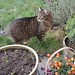 Garden cats