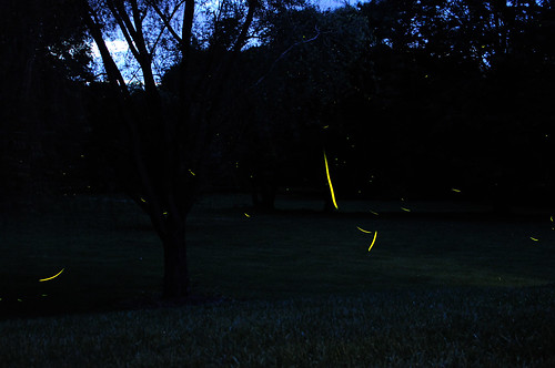 fireflies3 copy