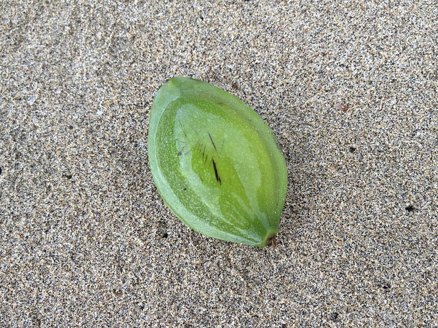 Seed pod on Kahiliwai Bay