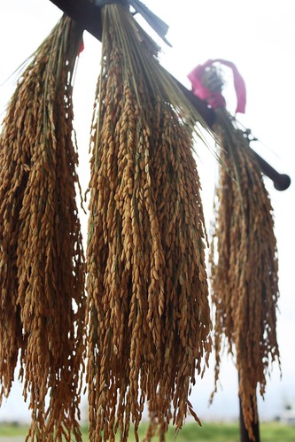 留種用的稻穗，用倒吊方式曬乾