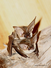 Murciélagos (Bats)