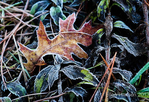 early frosted oak leaf, Pratt farm by Genny164