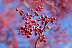 			Klaus Naujok posted a photo:	Nothing but red berries are left on this tree. All the leaves are gone.