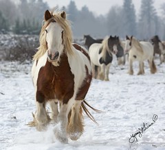 Misc Gypsy horses