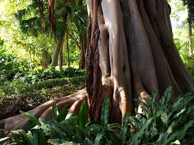 Tree roots, Botanical Gardens, Puerto de la Cruz, Tenerife