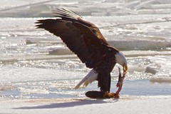 Eagles Feast At The Mississippi River
