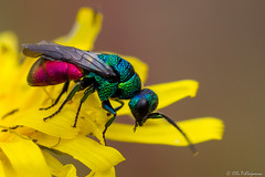 Hymenoptera of Finland