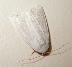 Noctuid Moth (Chasmina sp.) (x2)