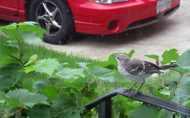 Juvie catbird sits on the porch railing covered in grape vine