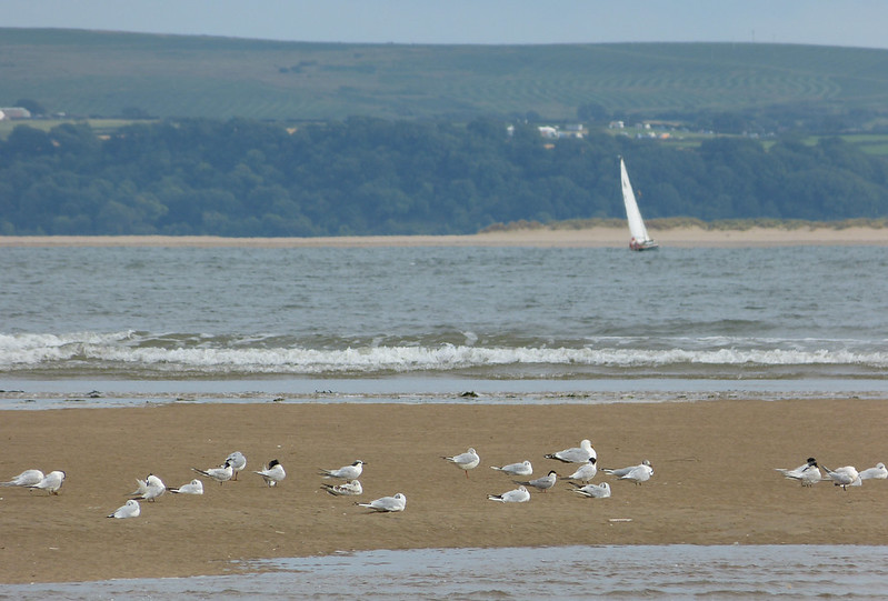 P1050949 - Sandwich and Common Terns, Burry Port