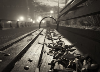 Scattered leaves on a bench