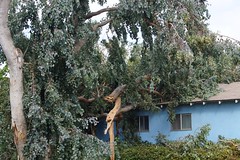 			Klaus Naujok posted a photo:	Sadly the weather forecast was correct, the high winds brought this tree down.
