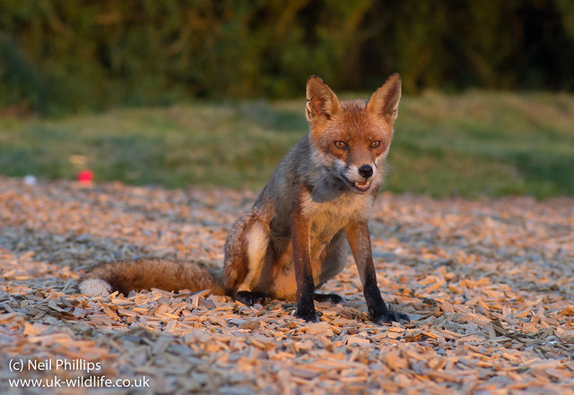 red fox_-12