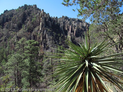 Yucca and spires on the Ed Riggs Trail, Chiricahua National Monument, Arizona