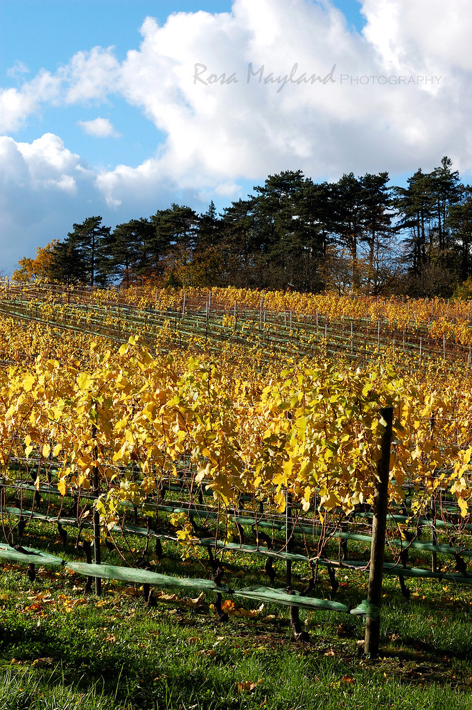 An Autumn Walk Through The Vineyards