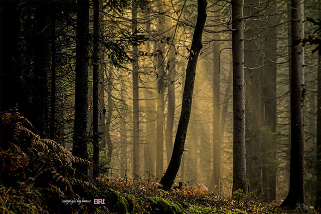 forest_light
