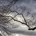 Clouds and Branches