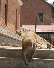 Małpy w Kathmndu
