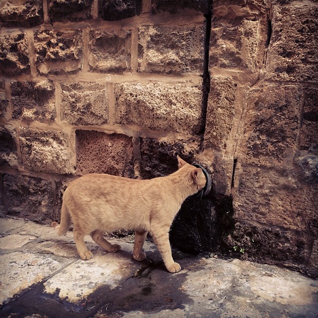Here's a kitty cat drinking out of a drainpipe. #travelcat