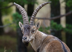 Cabra montesa - Spanish ibex
