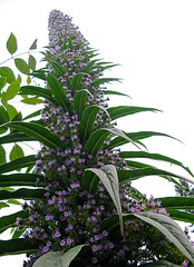 Flowers: Echium pininana