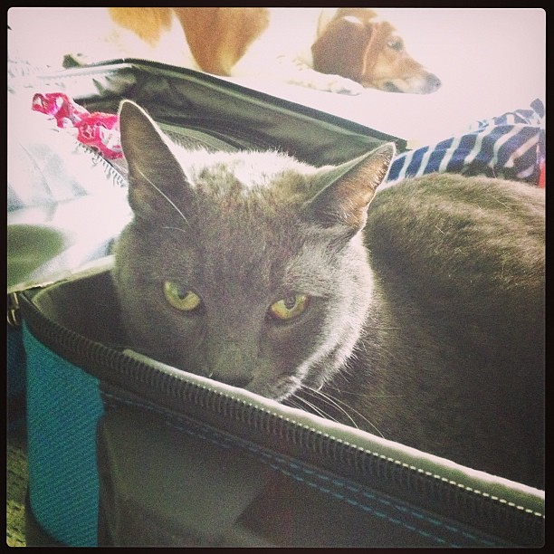 You can't forget this step of packing. #catsofinstagram