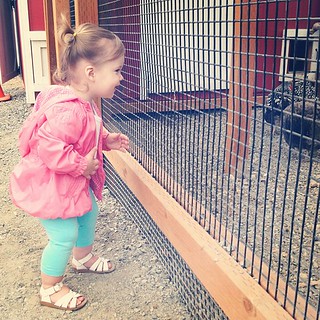 Claire meets chickens.