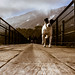 Paranapiacaba-The Dog OnThe Runway/Paranapiacaba-O Cachorro na Passarela.