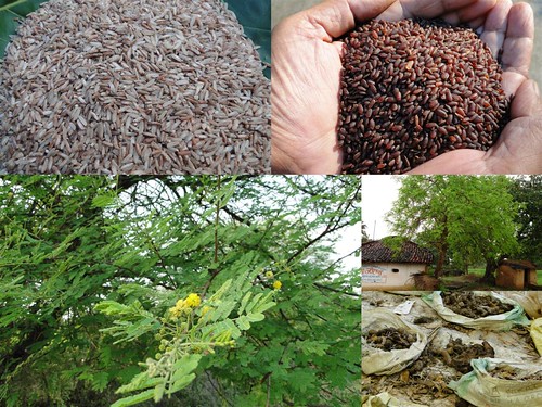 Validated Medicinal Rice Formulations for Diabetes (Madhumeha) and Cancer Complications and Revitalization of Pancreas (TH Group-143 special) from Pankaj Oudhia’s Medicinal Plant Database by Pankaj Oudhia