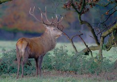 Deer Rut, Studley Royal, October 2013