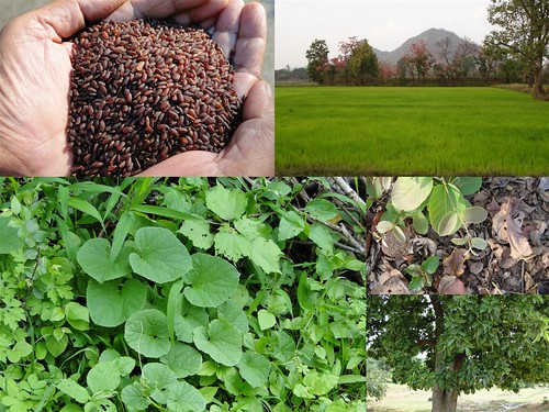 Validated and Potential Medicinal Rice Formulations for Diabetes Type 2 and Cancer Complications and Revitalization of Liver (TH Group-186) from Pankaj Oudhia’s Medicinal Plant Database by Pankaj Oudhia