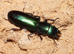 Beetles: Trogossitidae