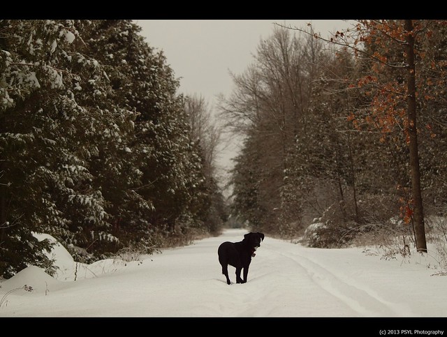 Black dog in white forest #2