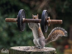 Squirrel fitness