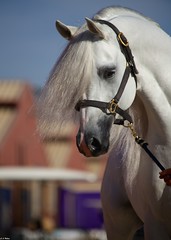 59th Annual Arabian Horse Show