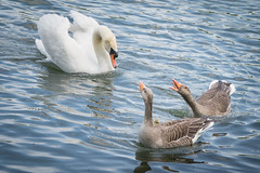 Swan v greylags