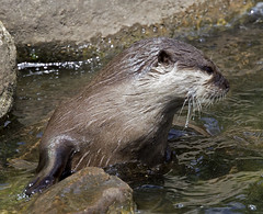London Wetland Centre Otters