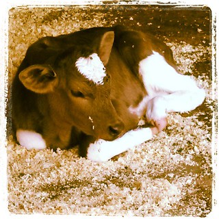 Baby Moo, take 2 because he was #toocute #newhampshire #farmanimals #cow