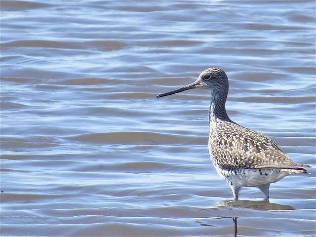 Greater Yellowlegs in McLean County, IL