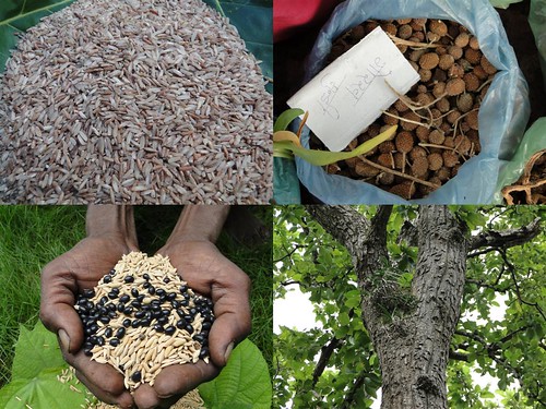 Medicinal Rice Formulations for Pancreas Revitalization and Cancer and Diabetes Complications (TH Group-122) from Pankaj Oudhia’s Medicinal Plant Database by Pankaj Oudhia