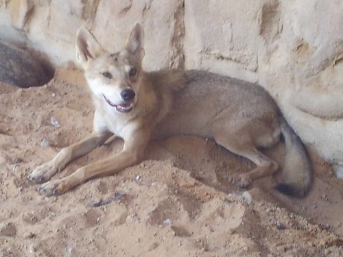 Arabian Wolf (Canis lupus arabs) at Arabia's Wildlife Centre in Sharjah, United Arab Emirates. September 2013. Photo by: Prof. Dr. Norman Ali Khalaf-von Jaffa. by Dr. Norman Ali Bassam Khalaf-von Jaffa